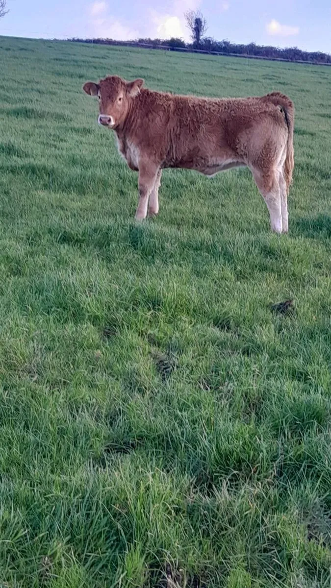 3 Top Quality Breeding Type Weanling Heifers - Image 3