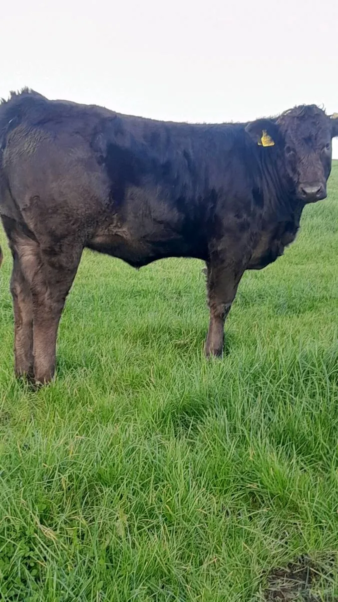 3 Top Quality Breeding Type Weanling Heifers - Image 4