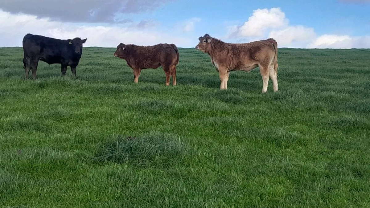 3 Top Quality Breeding Type Weanling Heifers - Image 1