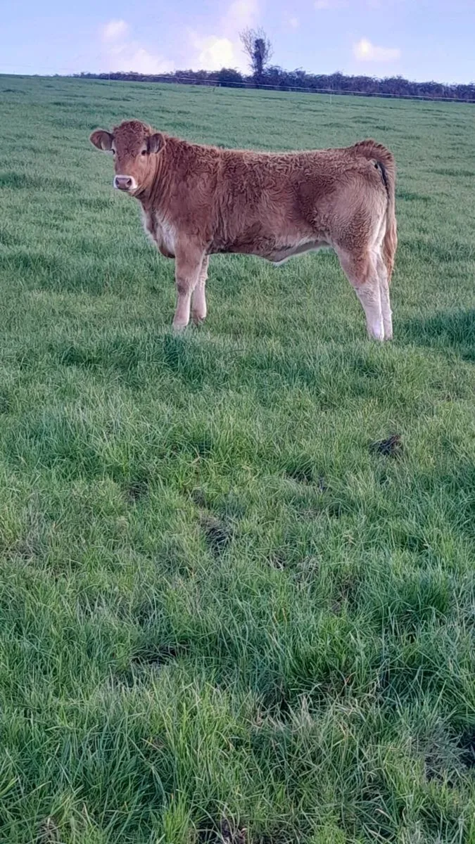 3 Top Quality Breeding Type Weanling Heifers - Image 2
