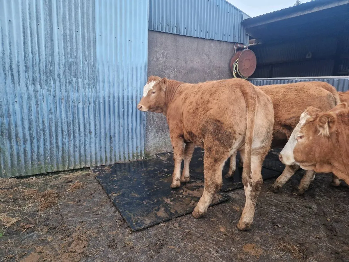 Breeding Heifers - Image 1