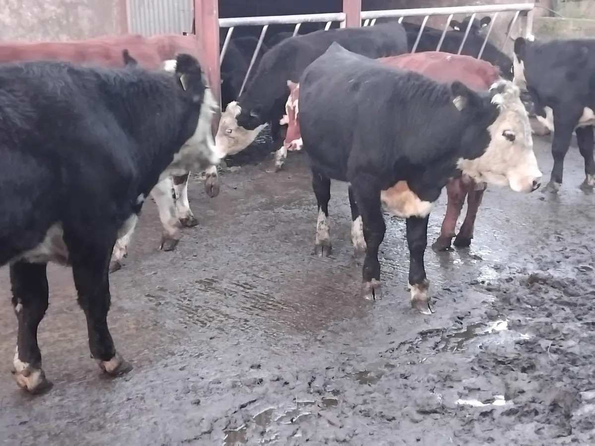 8 smashing hereford store bullocks - Image 2