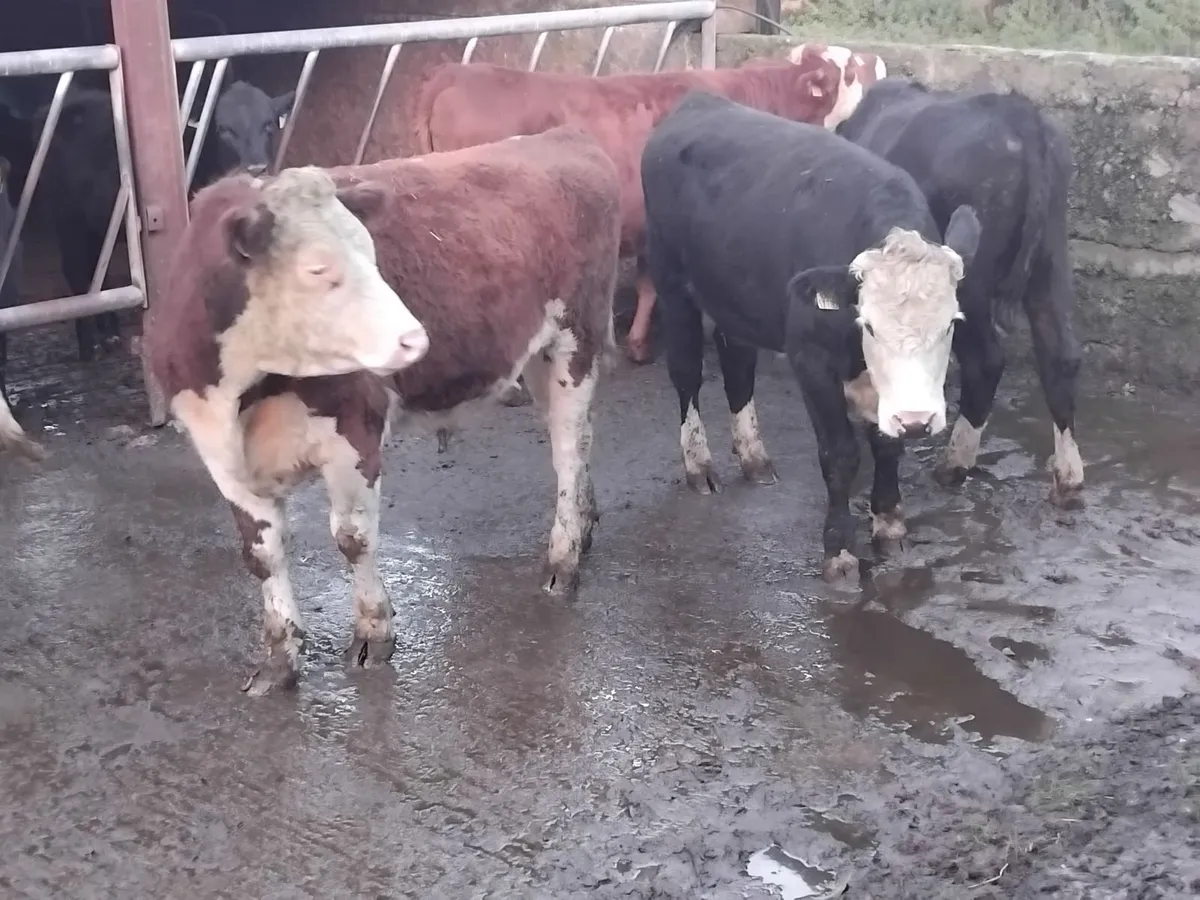 8 smashing hereford store bullocks - Image 3