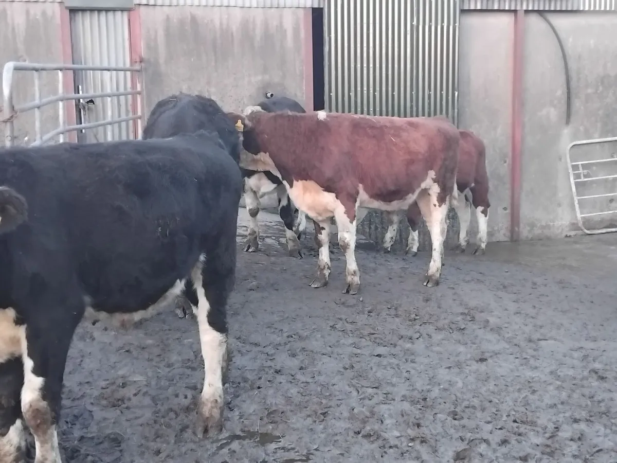 8 smashing hereford store bullocks - Image 4
