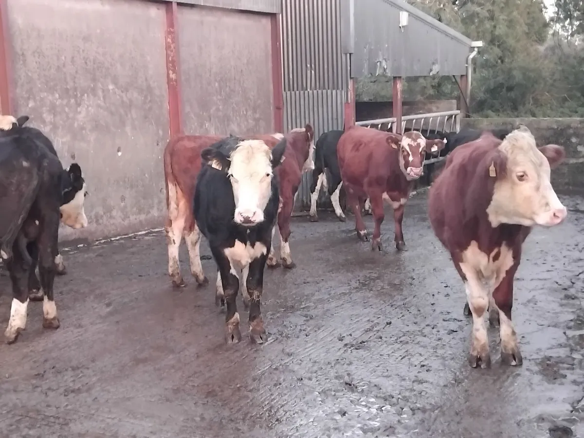 8 smashing hereford store bullocks - Image 1