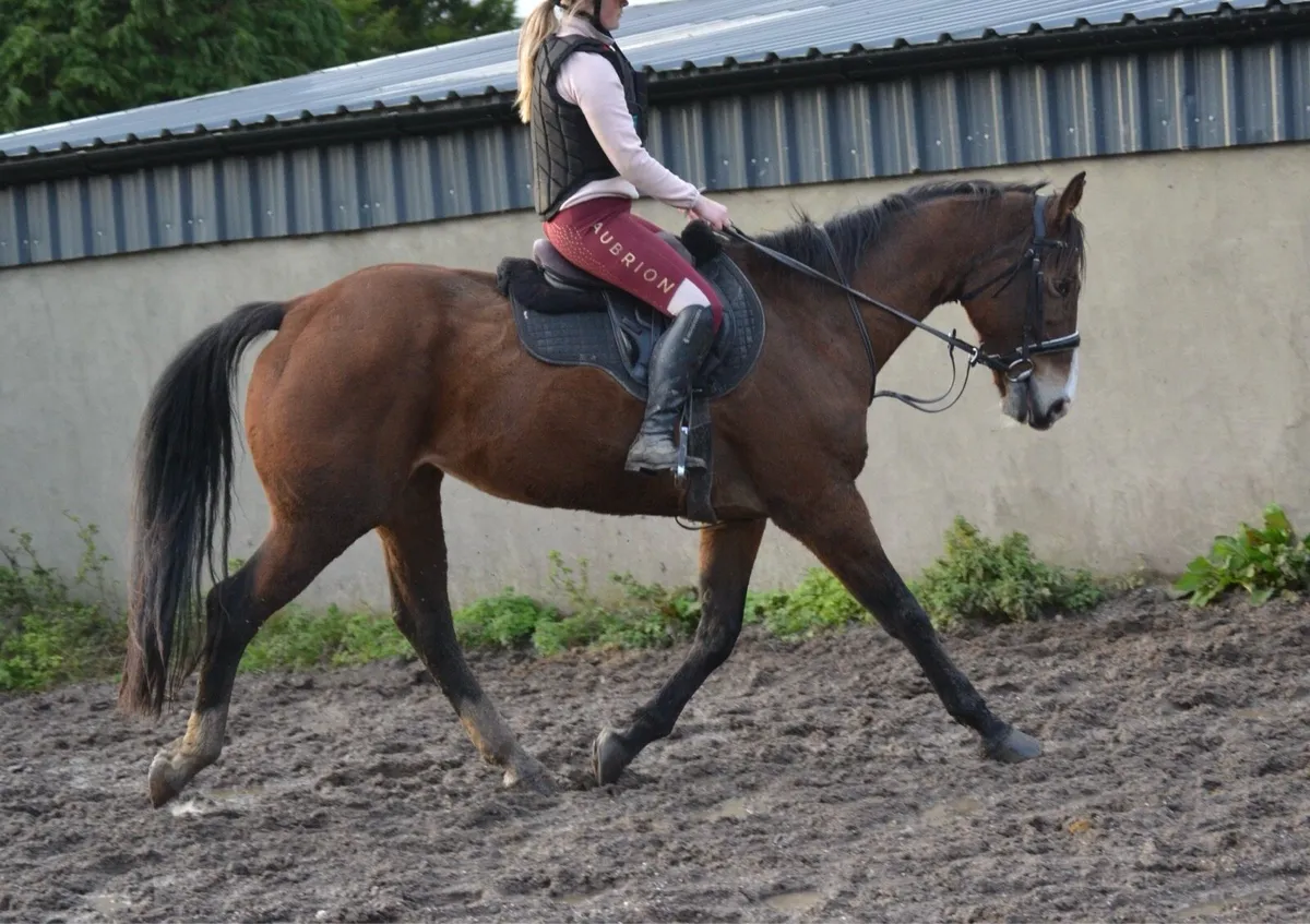 16.2 mare - Image 1