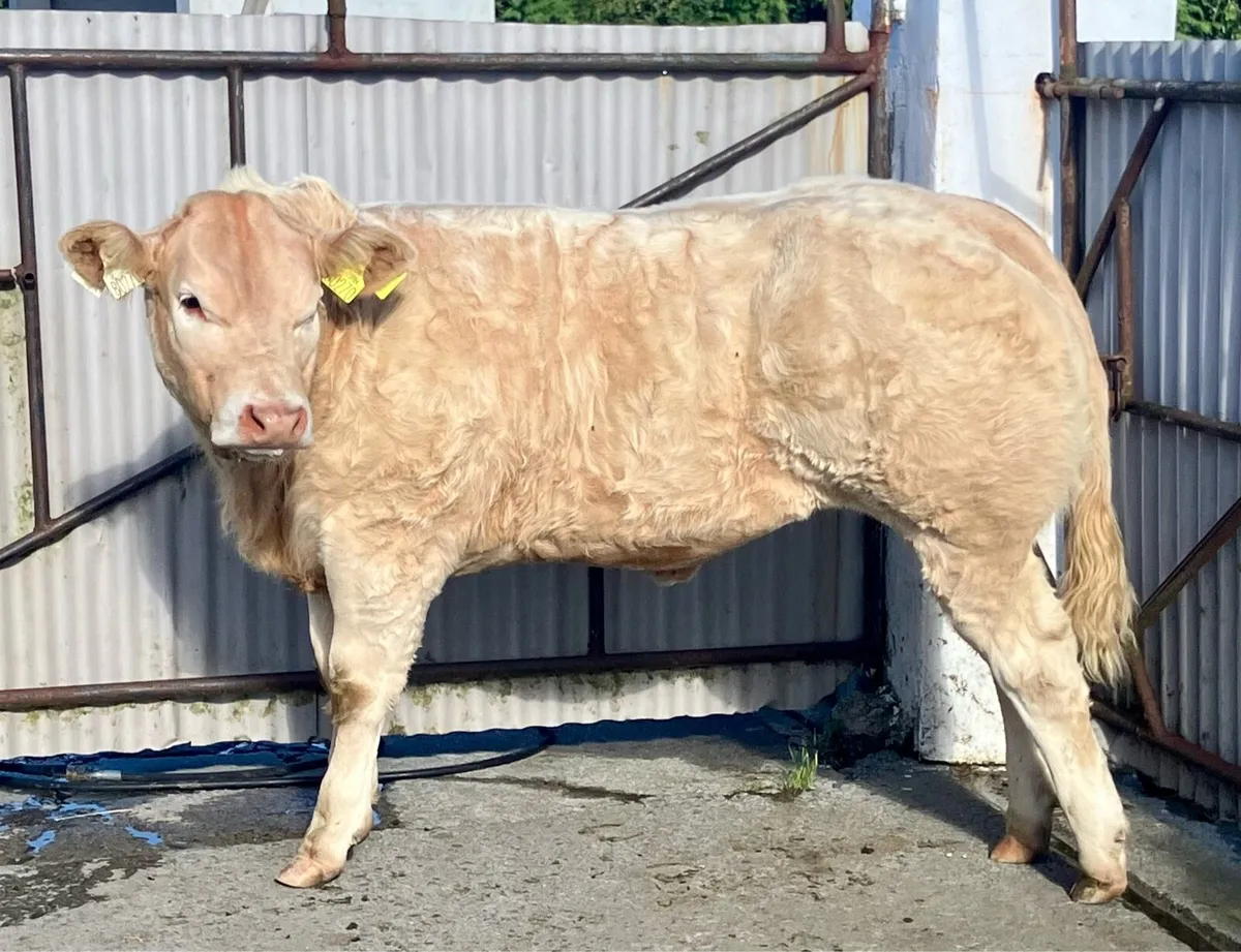Serious Show quality BAX heifer calf - Image 1