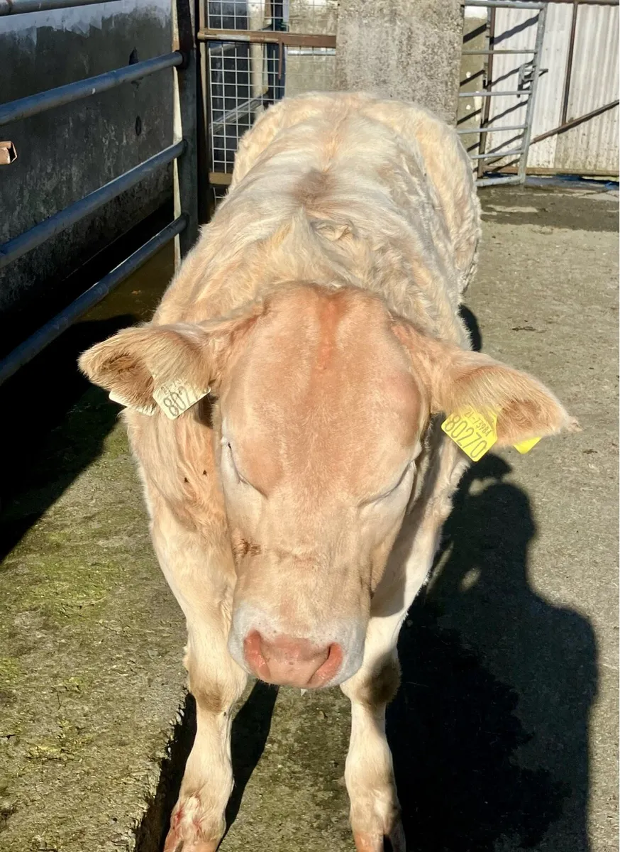 Serious Show quality BAX heifer calf - Image 2