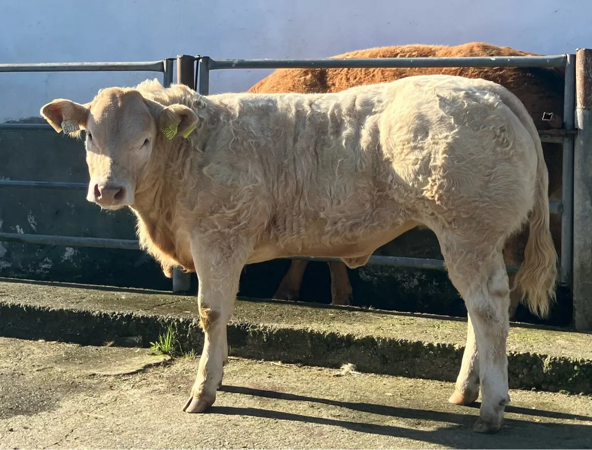 Serious Show quality BAX heifer calf - Image 3