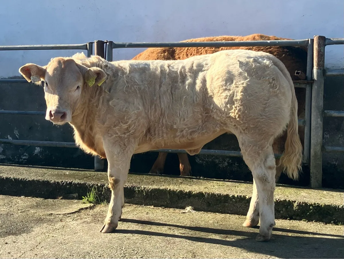 Serious Show quality BAX heifer calf - Image 4