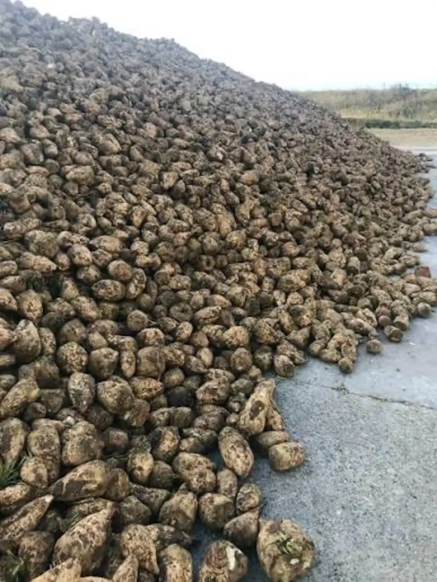 Fodder and sugar beet