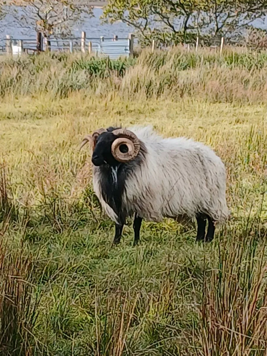 Rams (2) - Image 1