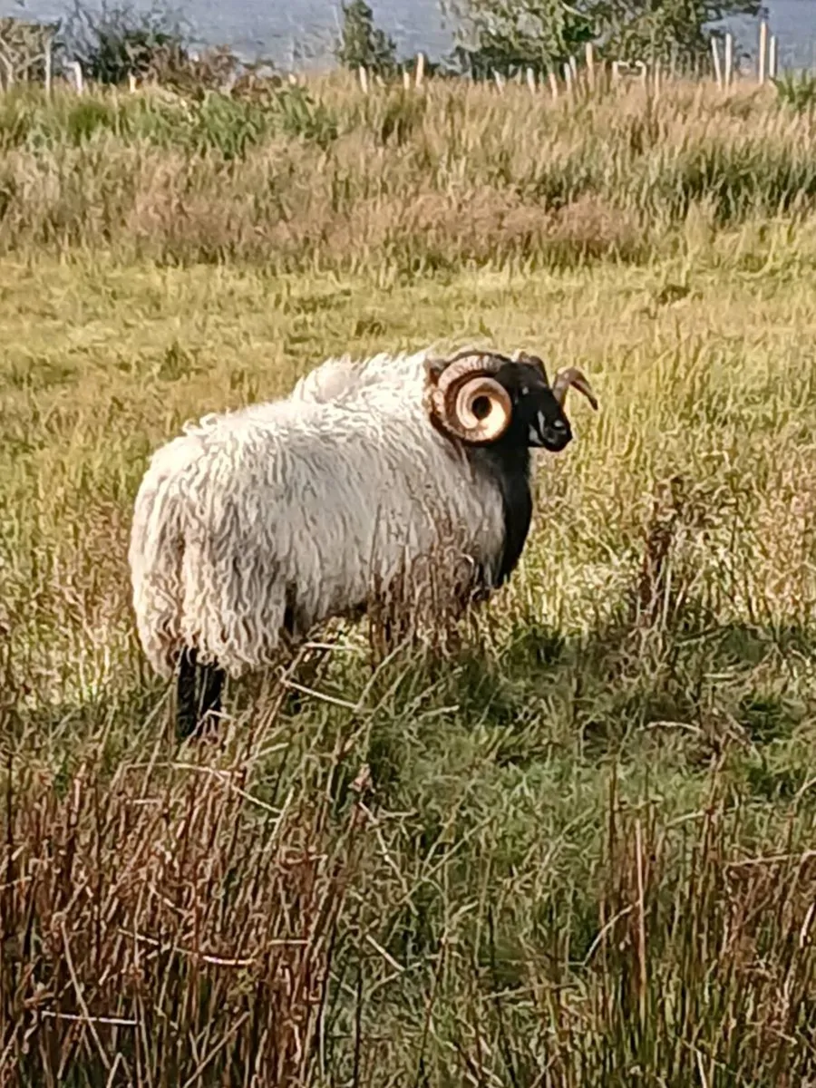 Rams (2) - Image 4
