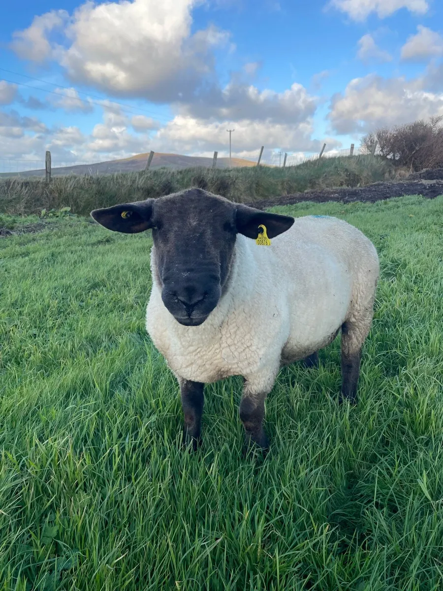Suffolk Ram - Image 1