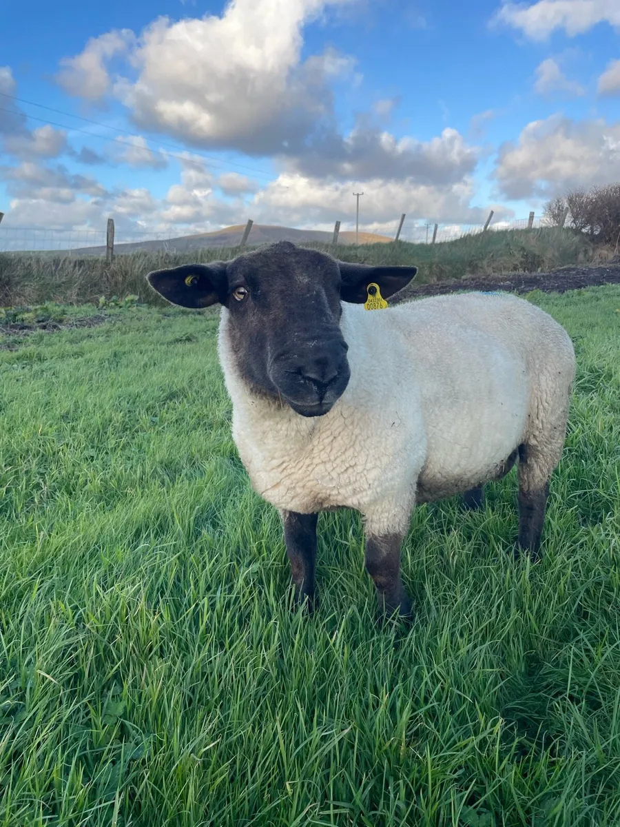 Suffolk Ram - Image 2