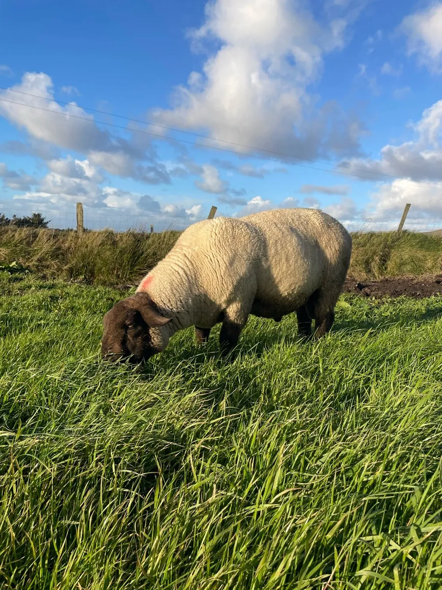 Suffolk Ram - Image 3