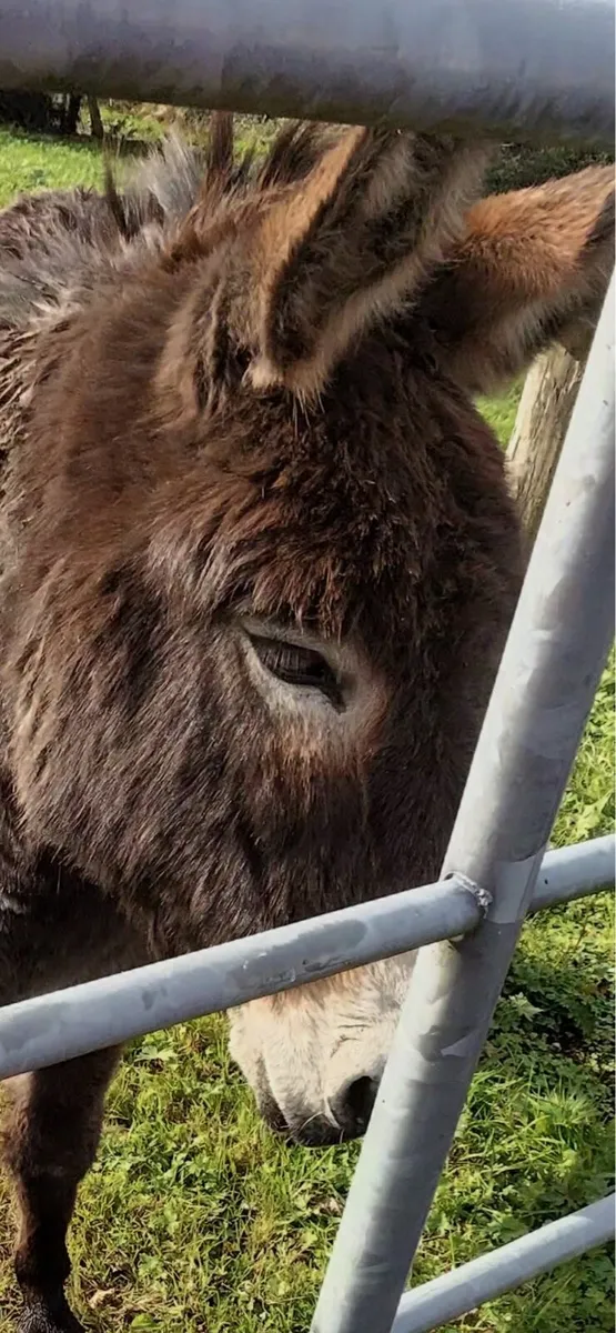Mare Donkey - Image 2