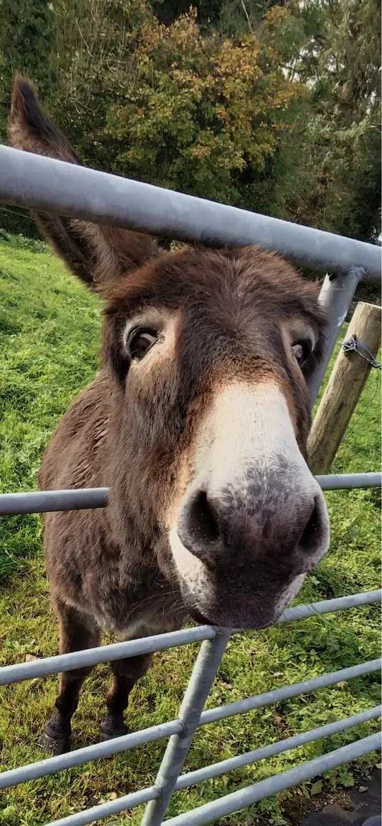 Mare Donkey - Image 3