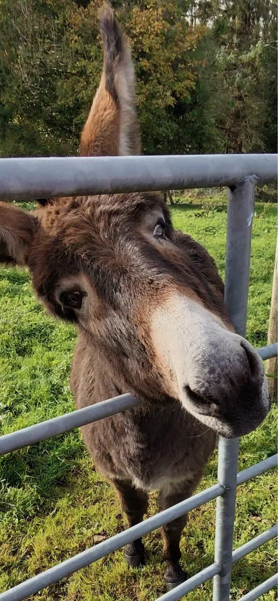 Mare Donkey - Image 1