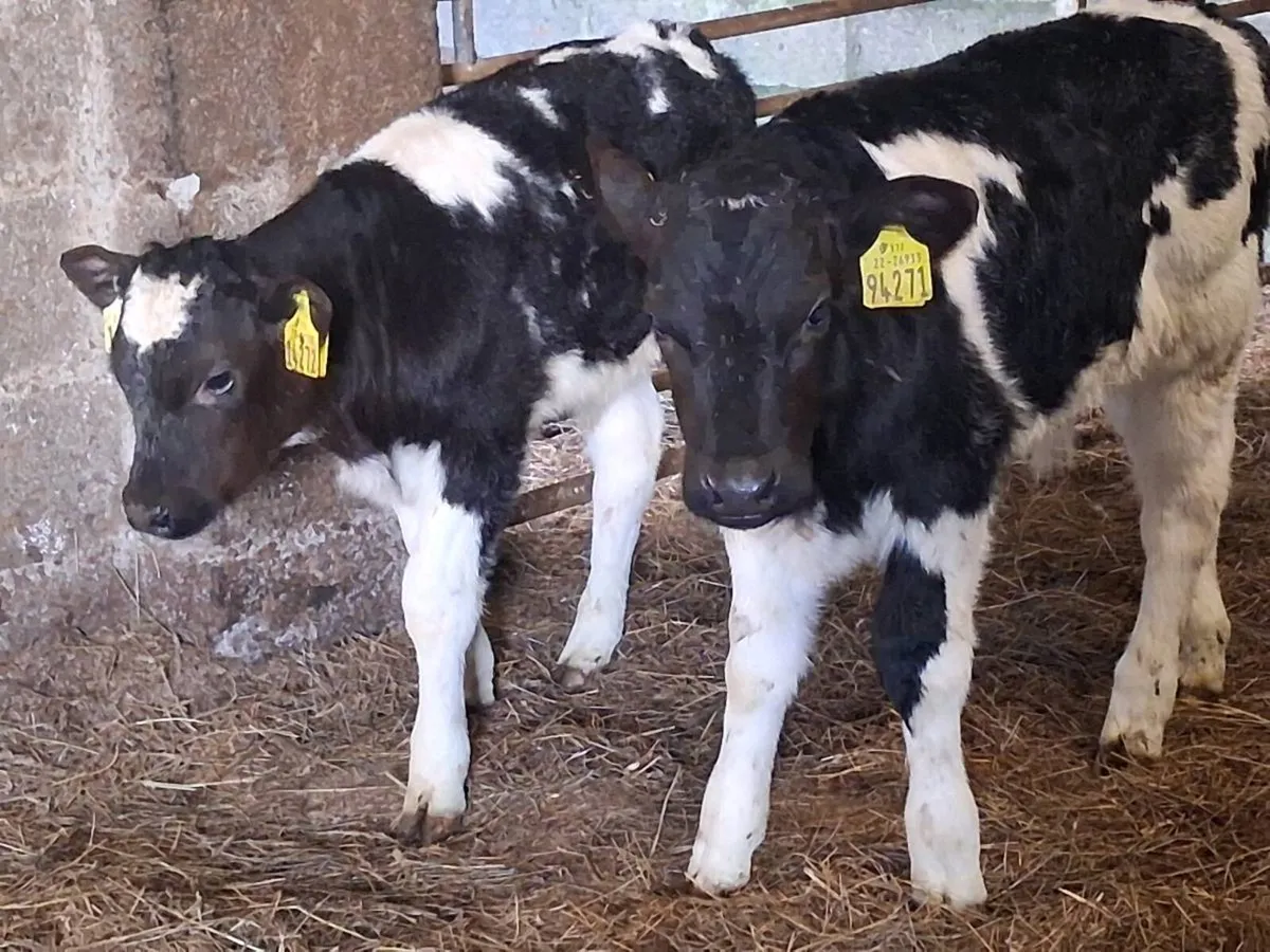 2 Belgian Blue Bull Calves - Image 1
