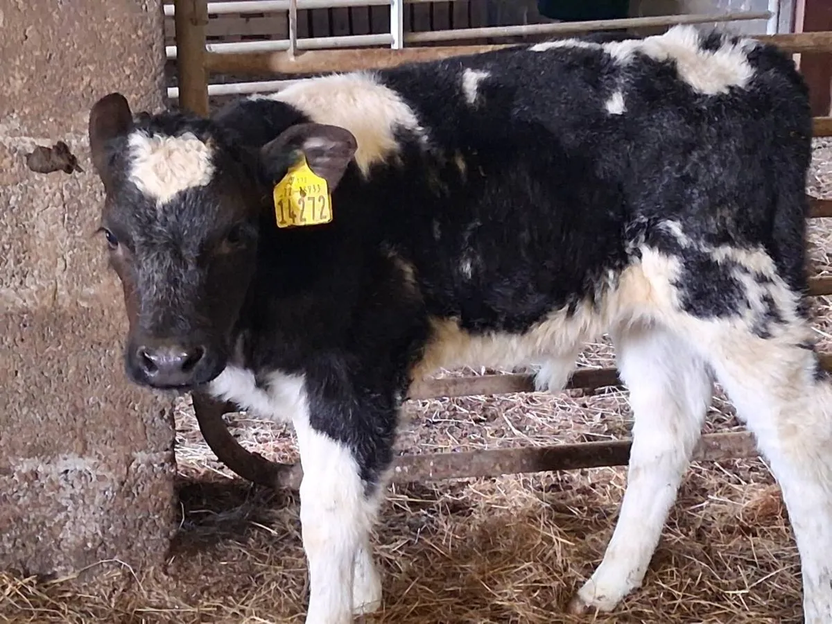 2 Belgian Blue Bull Calves - Image 3