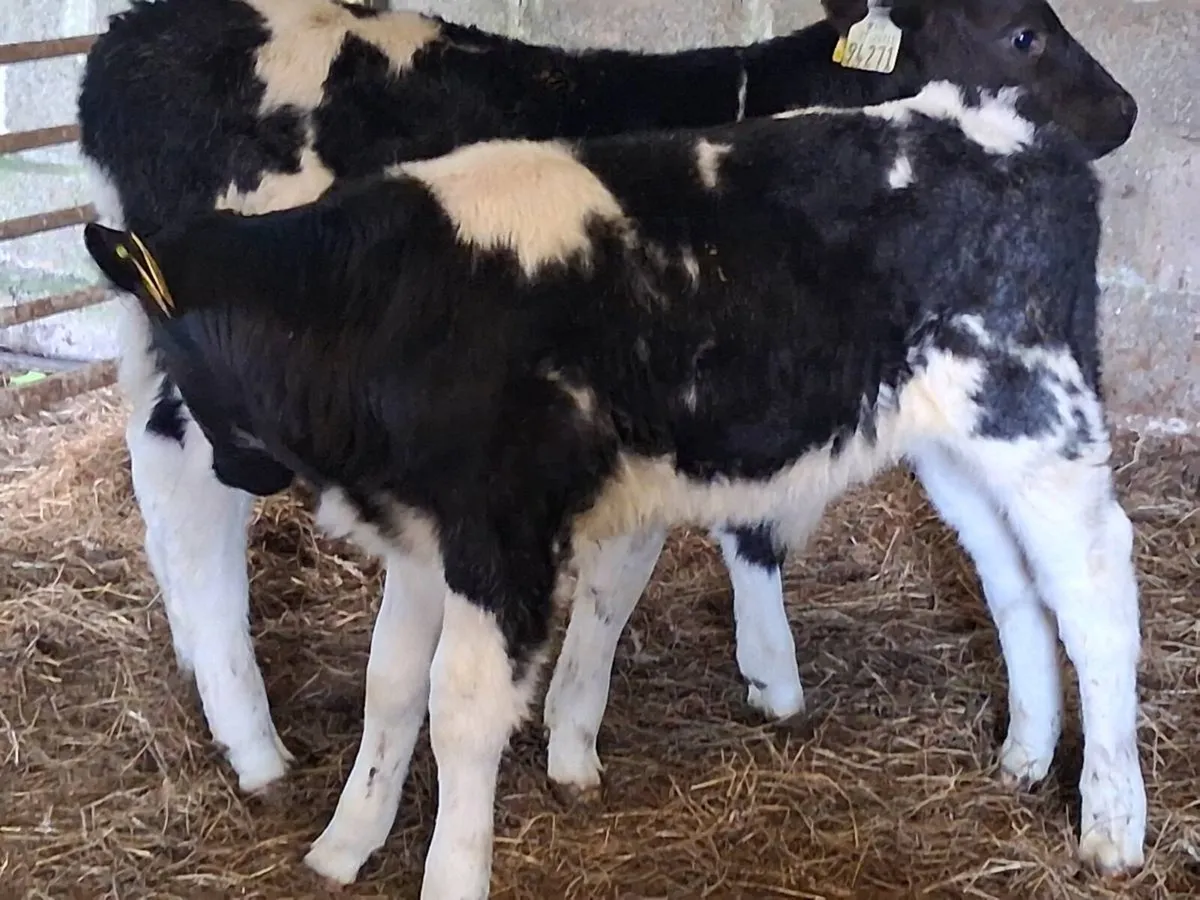 2 Belgian Blue Bull Calves - Image 4