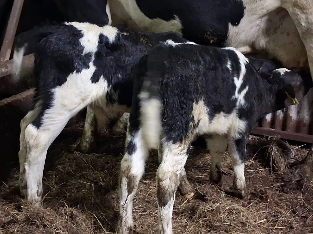2 Belgian Blue Bull Calves - Image 2