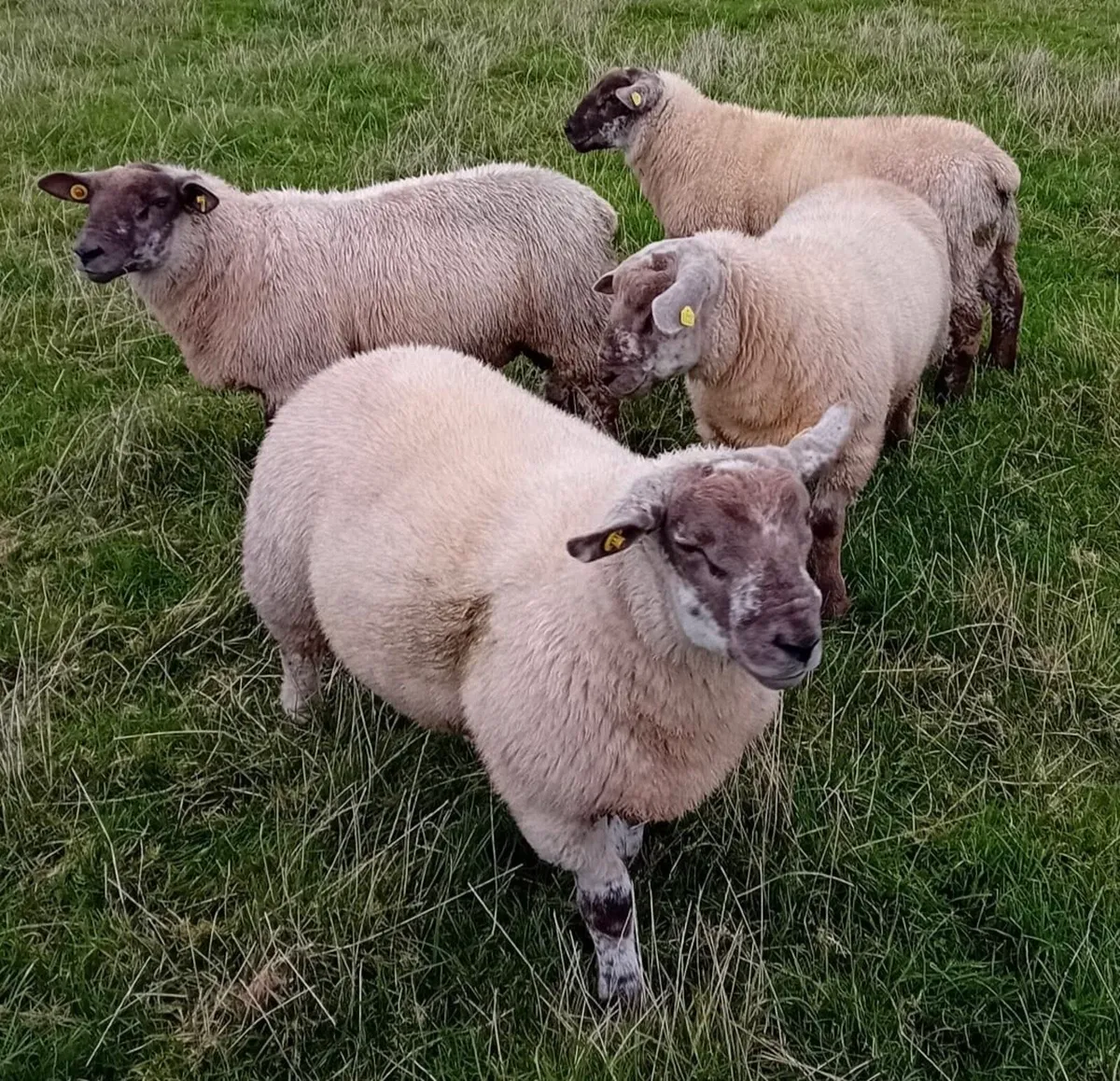 Suftex Ram Lambs - Image 1