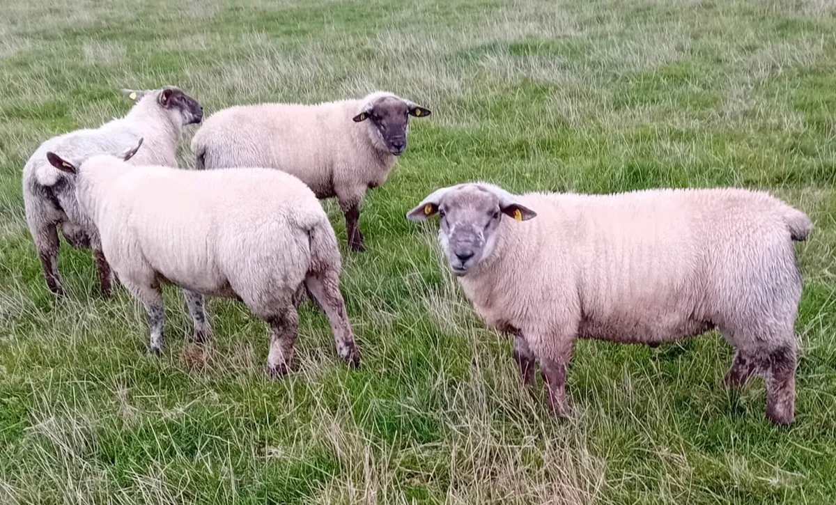 Suftex Ram Lambs - Image 2