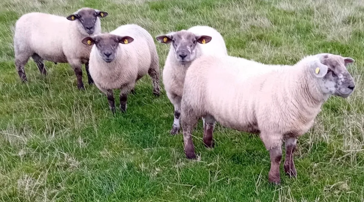 Suftex Ram Lambs - Image 3
