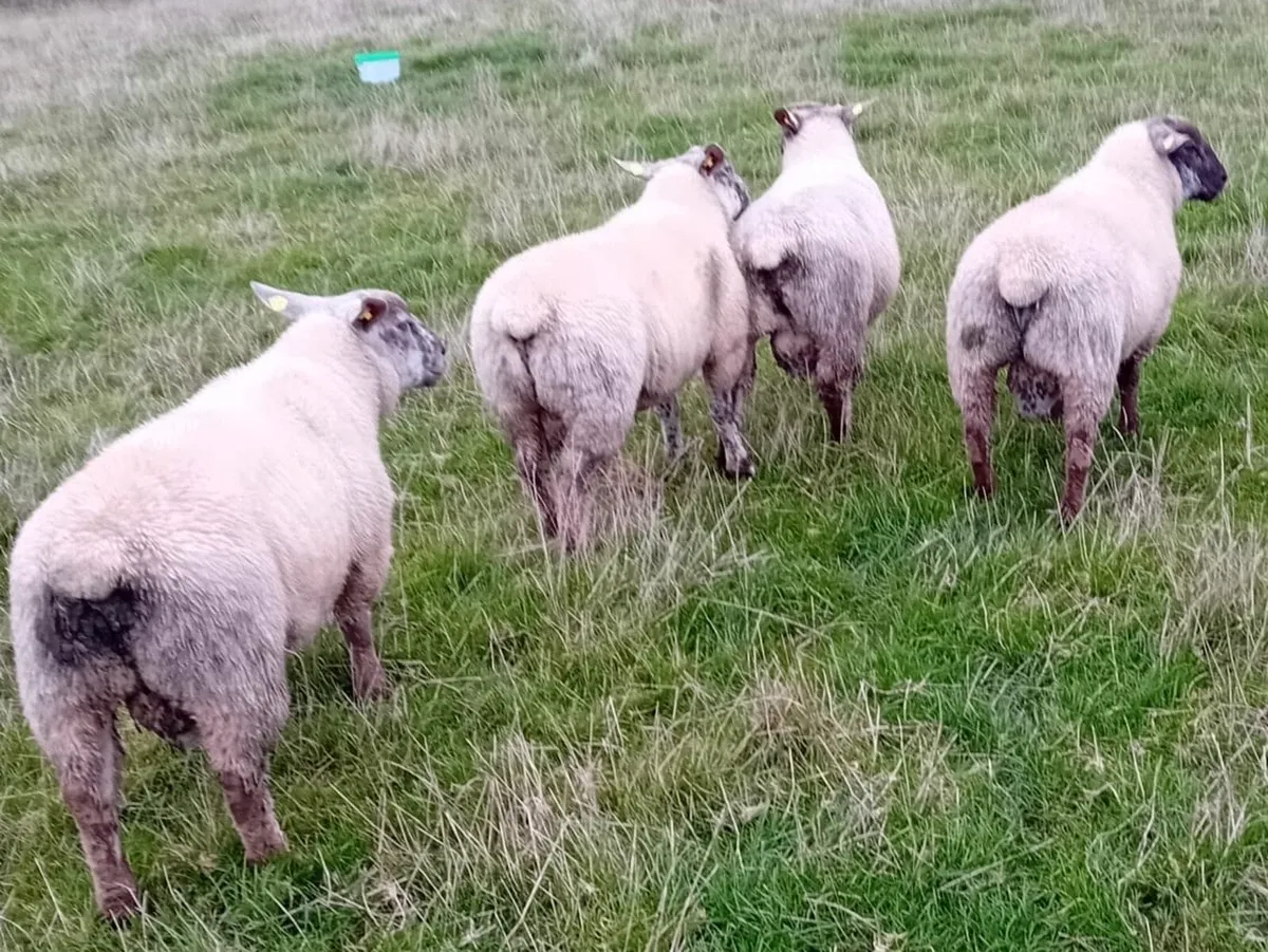 Suftex Ram Lambs - Image 4