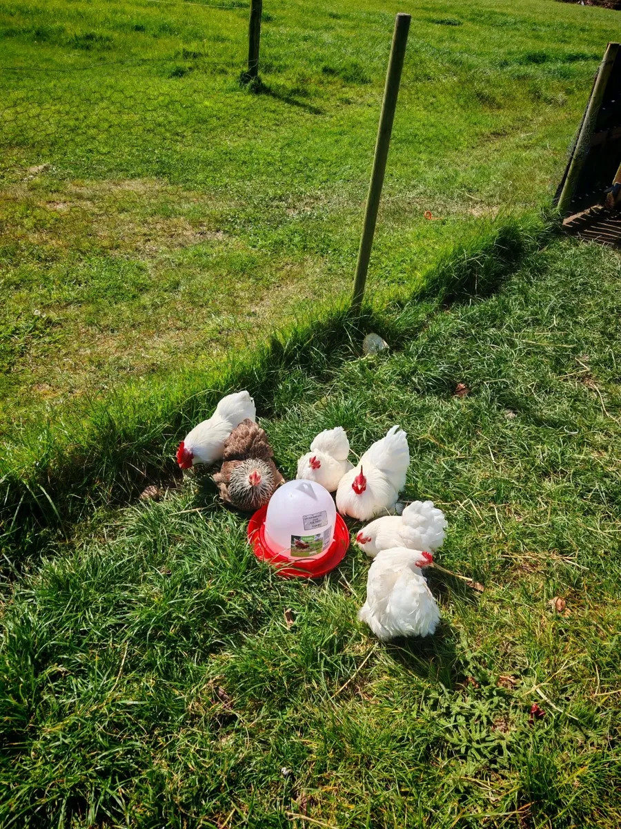Bantom Chickens - Image 2