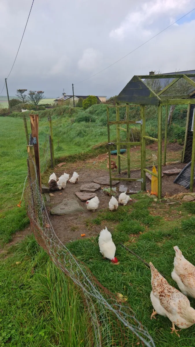 Bantom Chickens - Image 1