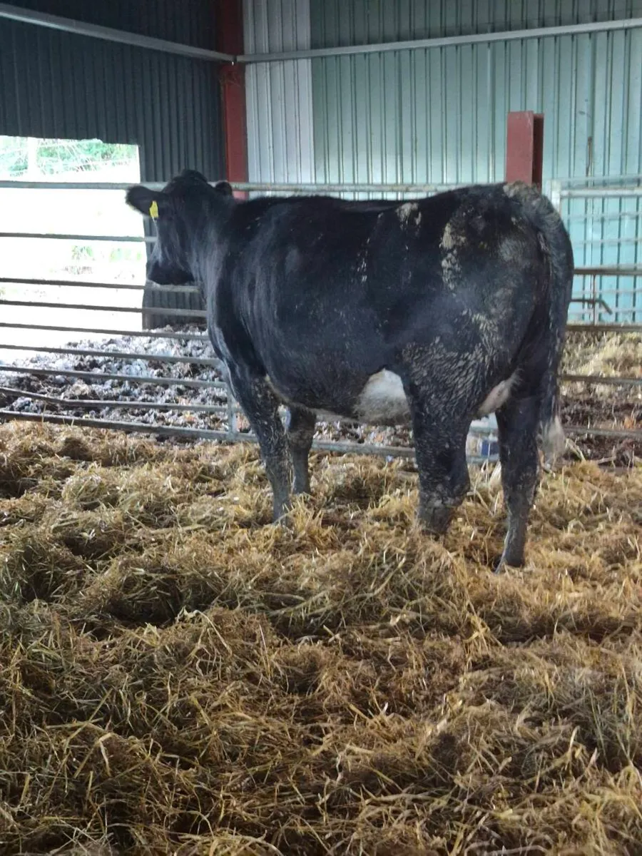 3 Angus incalf heifer,calving dec - Image 3