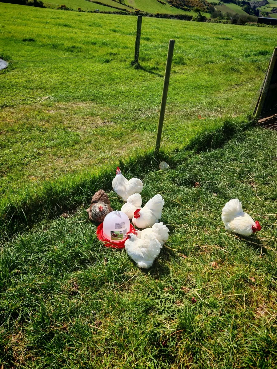 Bantom Chickens - Image 3