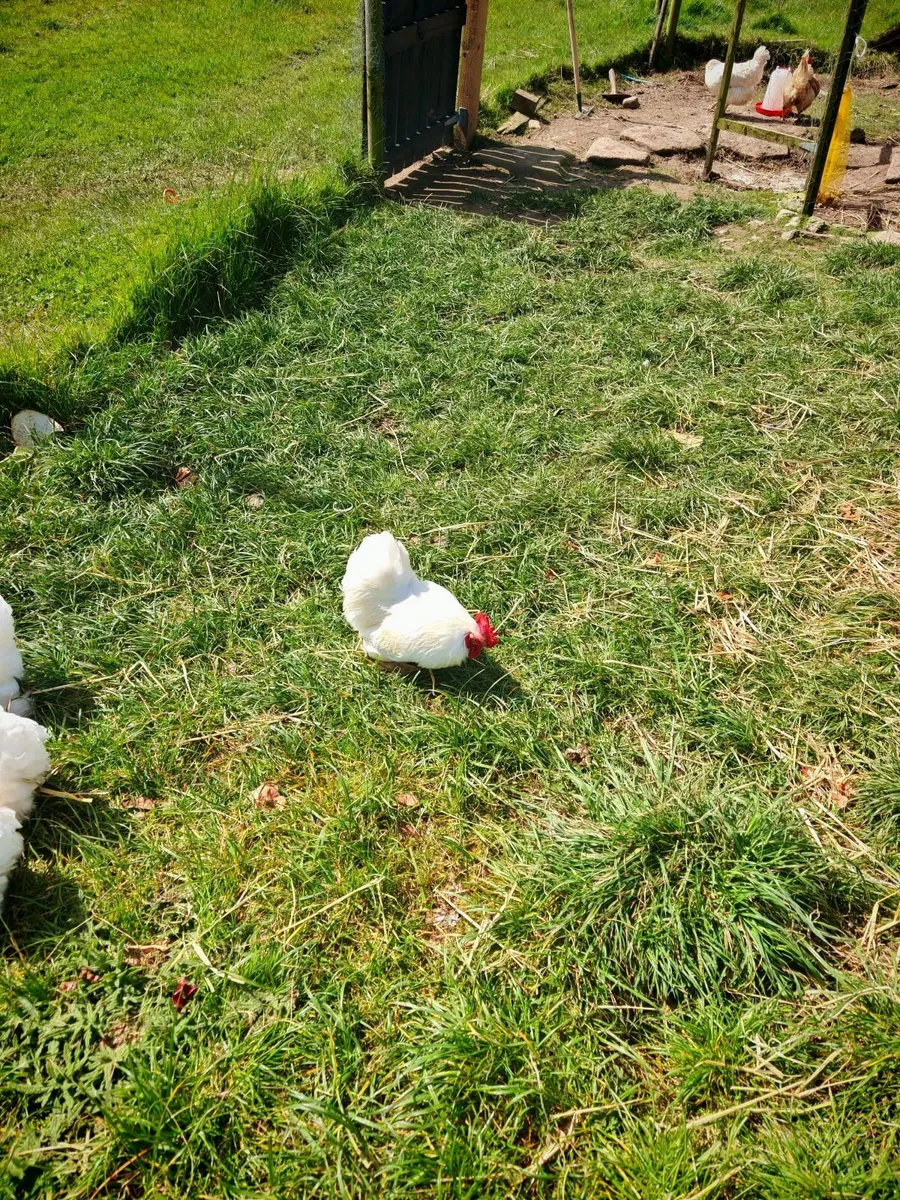 Bantom Chickens - Image 4