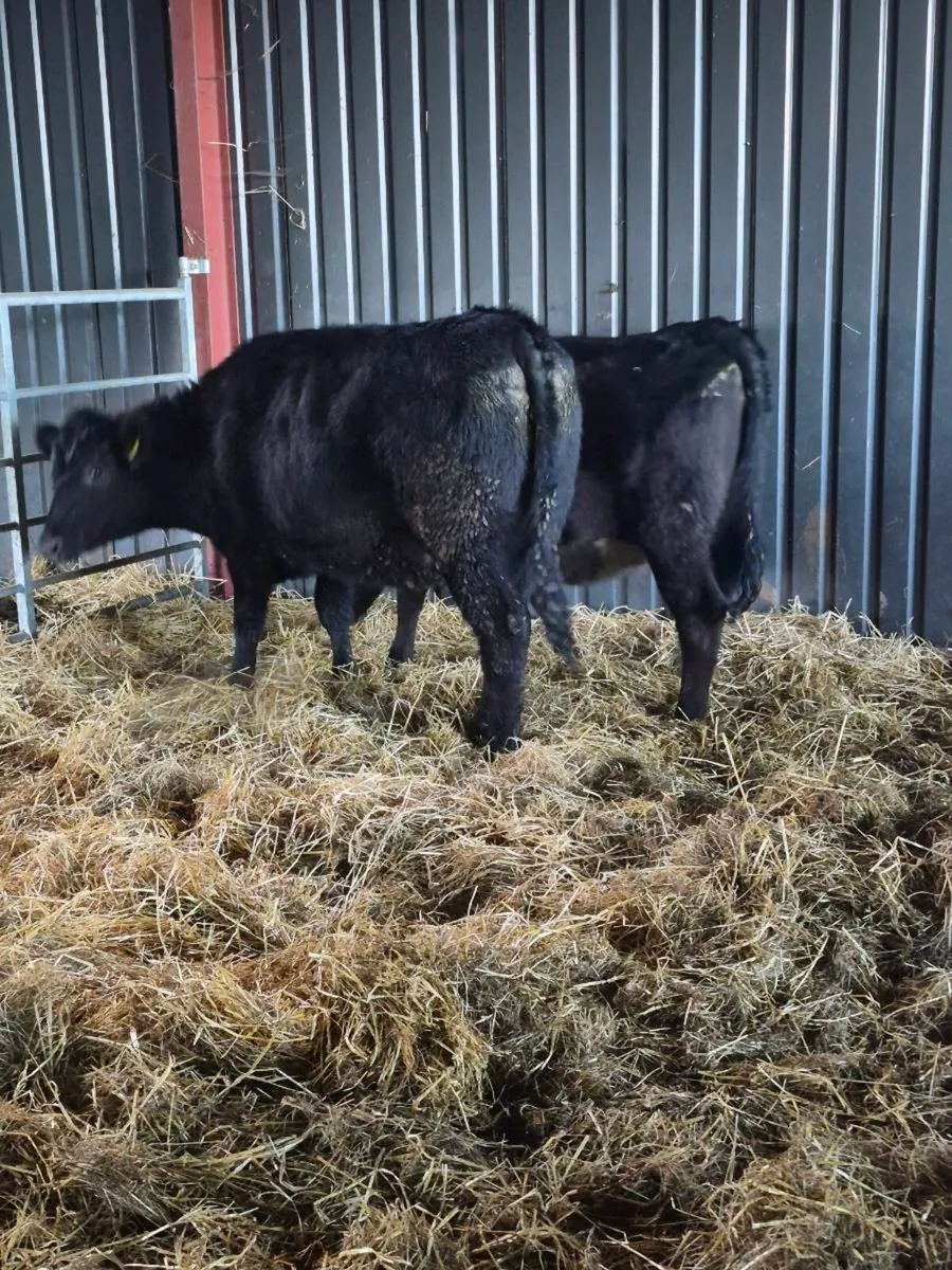 3 Angus incalf heifer,calving dec - Image 4