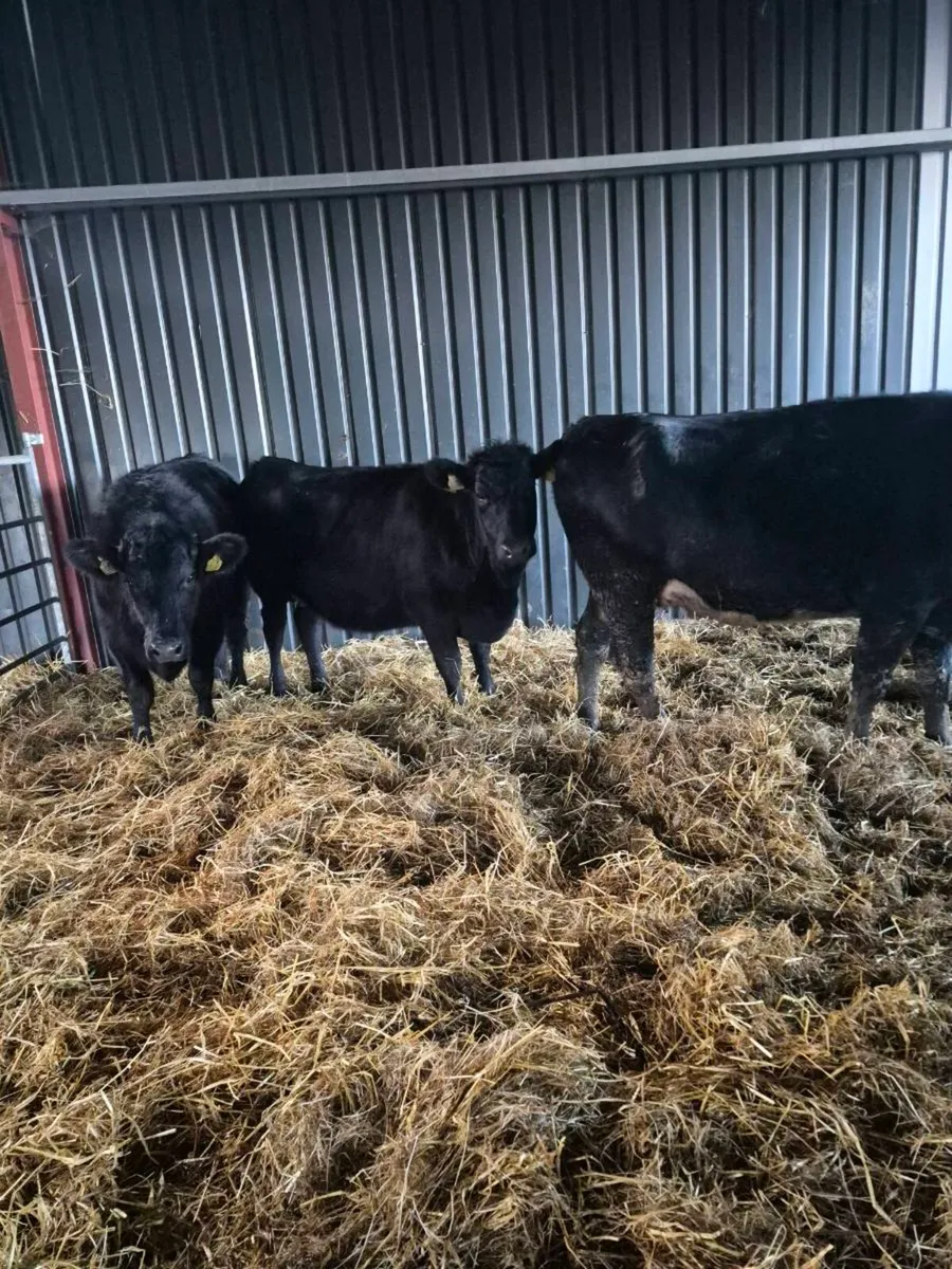3 Angus incalf heifer,calving dec - Image 1