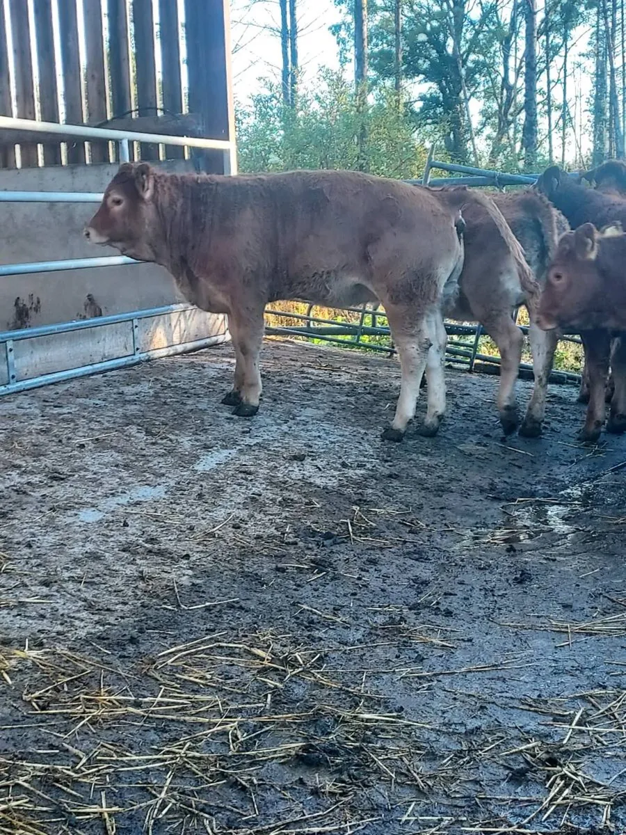 Weanling heifers breeding types - Image 4