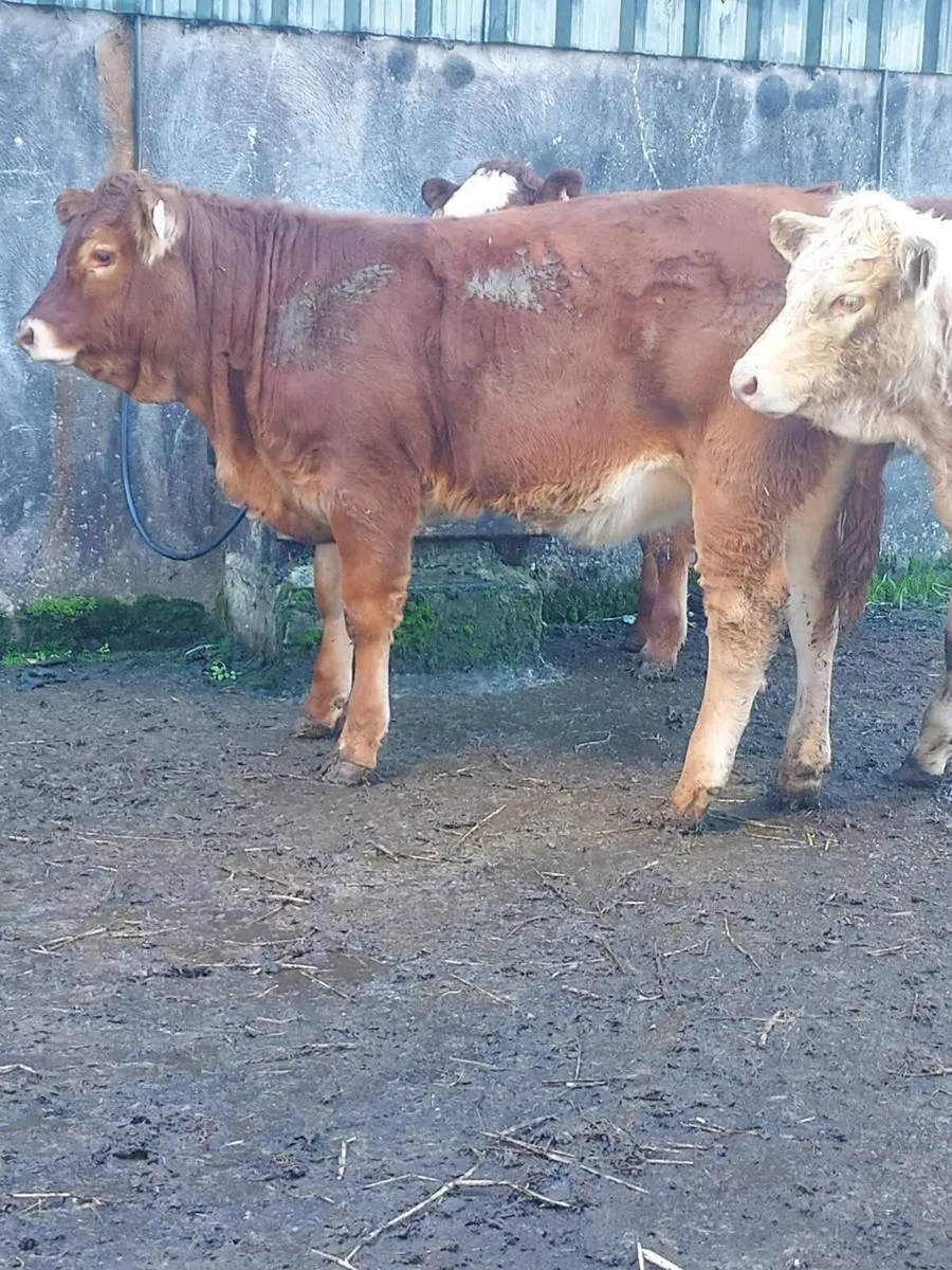 Weanling heifers breeding types - Image 3