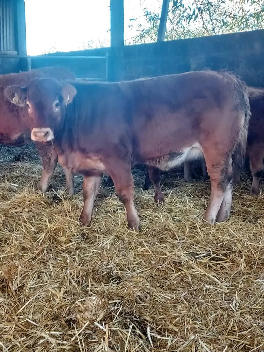 Weanling heifers breeding types - Image 2