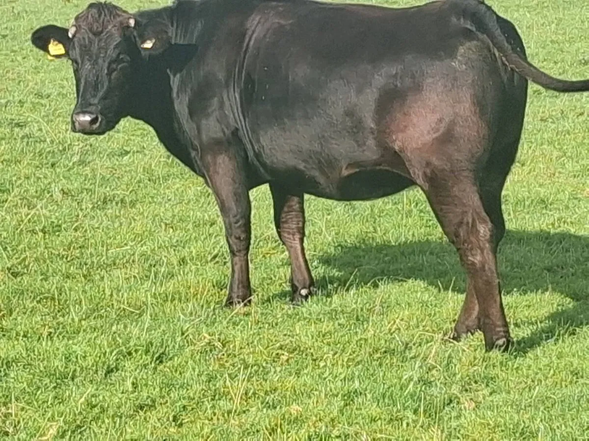 4 In-Calf Heifers - Image 2