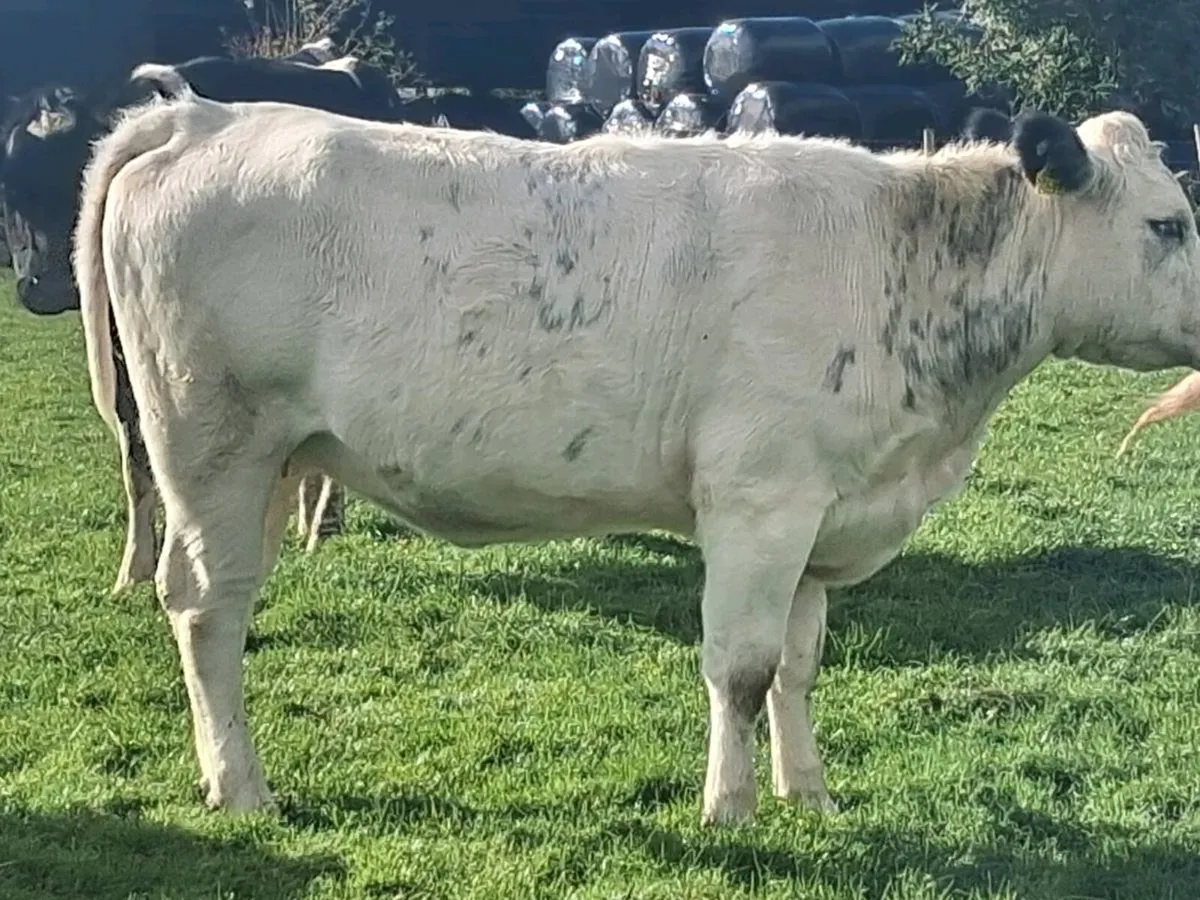 4 In-Calf Heifers - Image 3