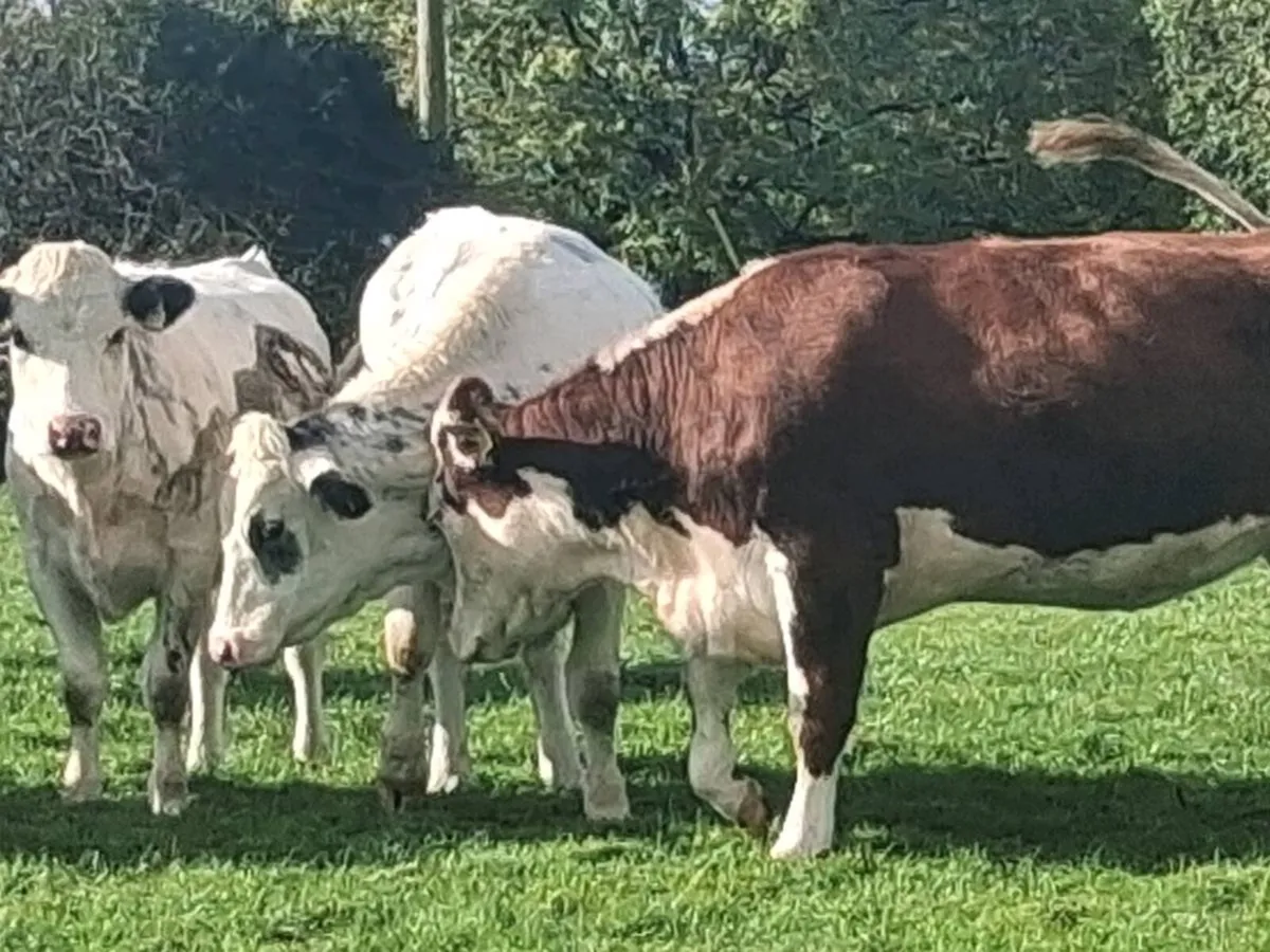 4 In-Calf Heifers - Image 4