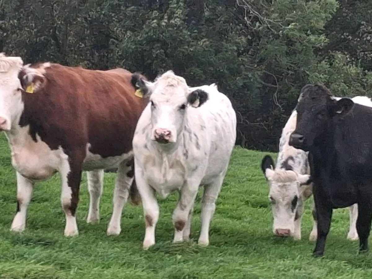 4 In-Calf Heifers - Image 1