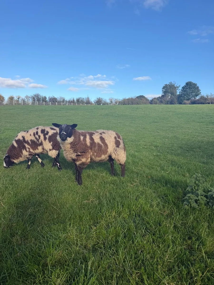 Dutch spotted Ram lambs - Image 2