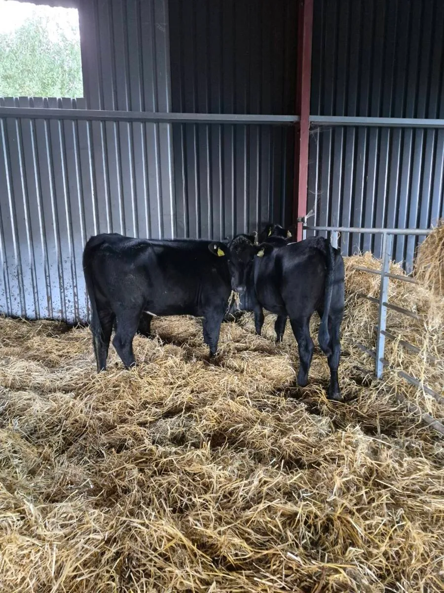 Angus and hereford Heifers - Image 4