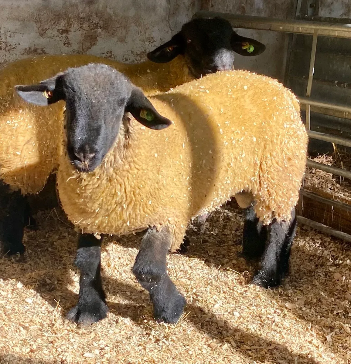 Suffolk Ram Lambs - Image 1