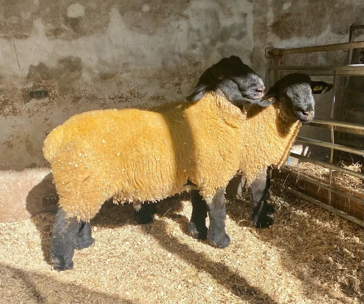 Suffolk Ram Lambs - Image 4