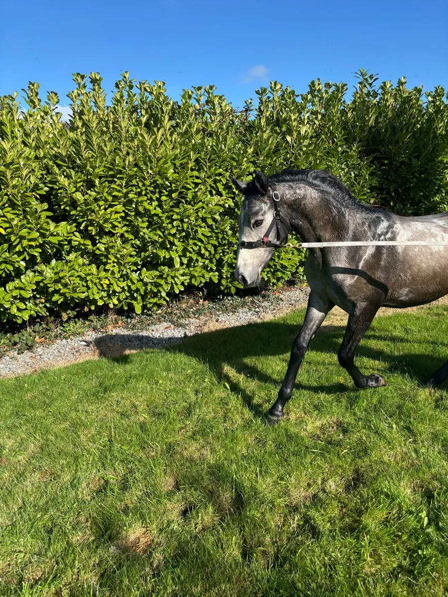 Foal - Image 2